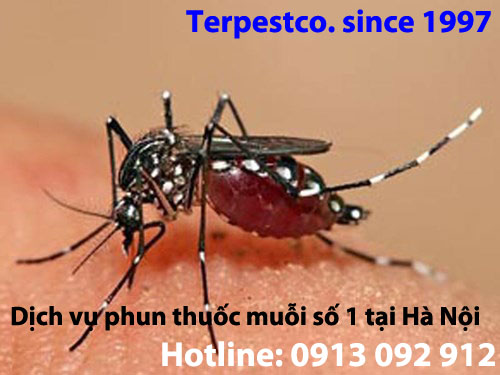 Dịch vụ phun thuốc muỗi - Công ty TNHH Phòng trừ Mối và Khử trùng - Terpestco (Since 1997)